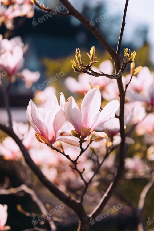 Preview: Pink magnolia branches in bloom. Tulip tree flower blossom in spring.