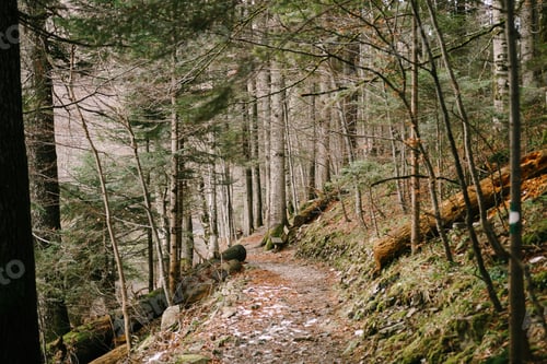 Preview: Hiking trail on the slope among the fallen trees in the Biogradska Gora park. Montenegro