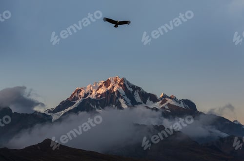 Preview: Condor