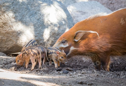 Preview: Visayan Warty Piglet with Mother in the Dirt.