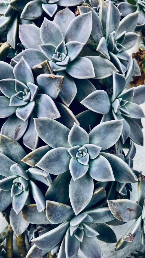 Preview: Overhead closeup of grey blue toned succulent natural geometric.