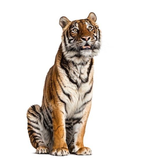 Preview: Tiger isolated