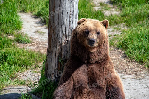 Preview: Alaskan grizzly bear against a tree in the field