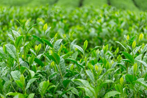 Preview: Tea farm