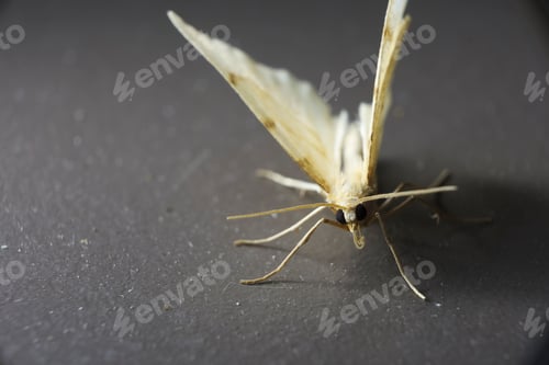 Preview: Macro shot of a night moth
