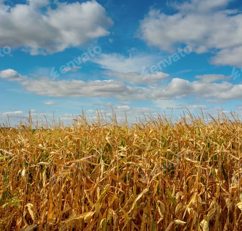 Preview: A corn field close up under a beautiful blue sky with clouds.