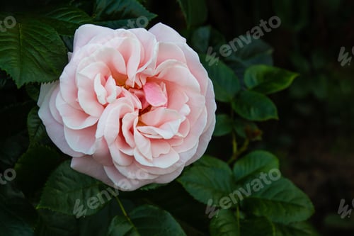 Preview: Light pink color Hybrid Tea Rose Aphrodite flower in a garden.