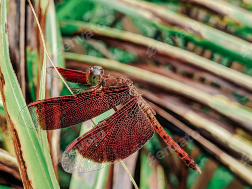 Preview: Red dragonflies