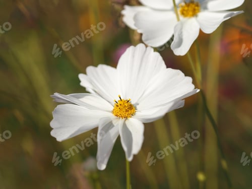 Preview: white color flower, sulfur Cosmos, Mexican Aster flowers are blooming springtim background