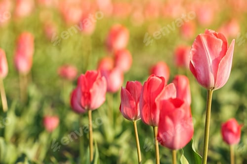 Preview: Field with fresh beautiful tulips. Blooming flowers
