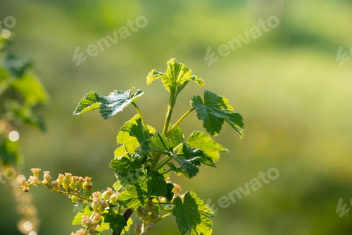 Preview: Currant young stalks on twigs spring time