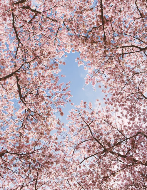 Preview: Frothy pink cherry blossom on cherry trees in spring viewed from the ground against a blue sky.
