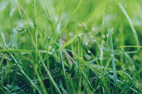Preview: Closeup of wet grass, natural background