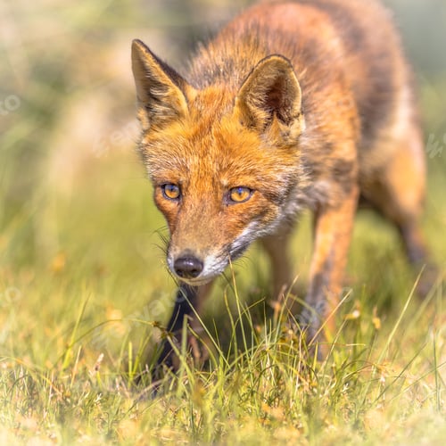 Preview: Red Fox sly portrait