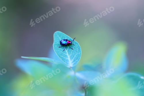 Preview: Insect on green leaf closeup