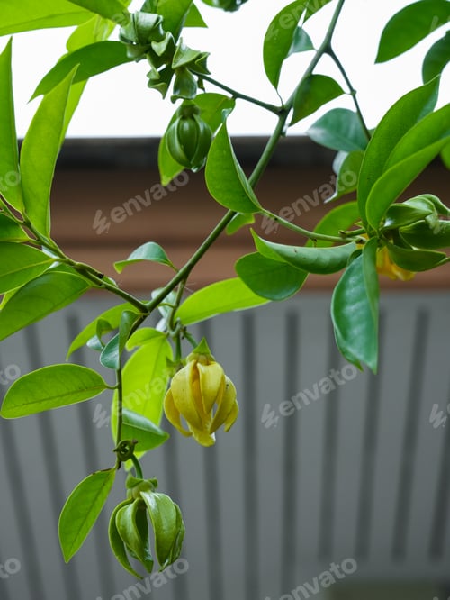 Preview: Ylang Ylang flowers blooms
