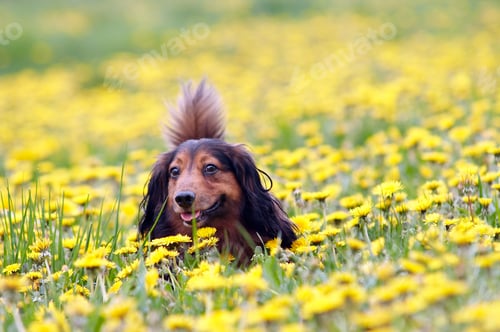 Preview: Dachshund on the dandelions meadow