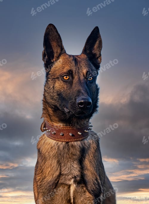 Preview: training of belgian shepherd