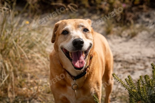 Preview: Happy dog with a collar enjoying a sunny day in a natural setting with greenery.