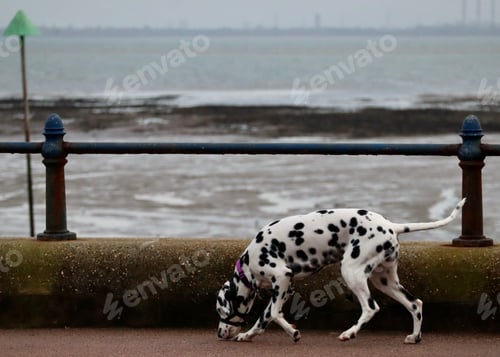 Preview: Dalmatian dog walking along the seafront