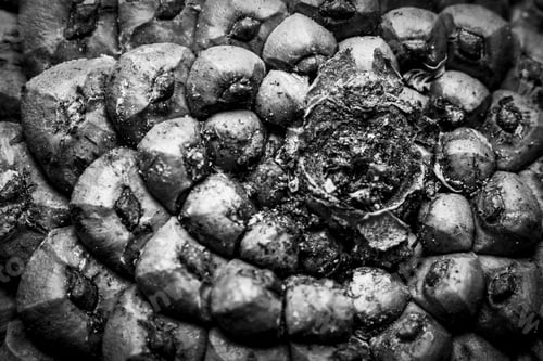 Preview: Grayscale macro of a pine cone