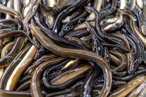 Preview: Fresh eels are arranged for sale at a market, highlighting local seafood offerings.