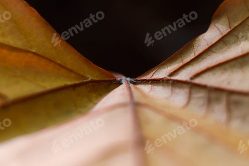 Preview: Close up of a dried leaf against a black background