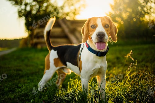 Preview: Dog portrait back lit background. Beagle with tongue out in grass during sunset in fields