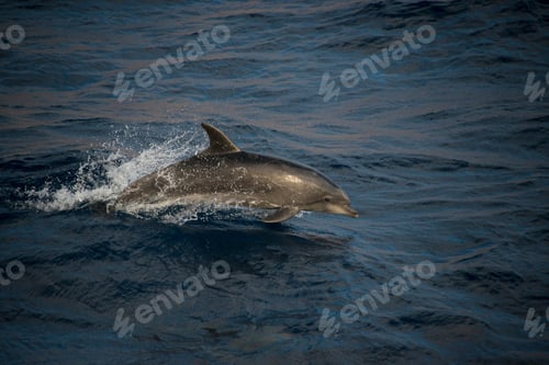 Preview: Bottlenose dolphins doing acrobatic jumps, Guadalupe, Mexico