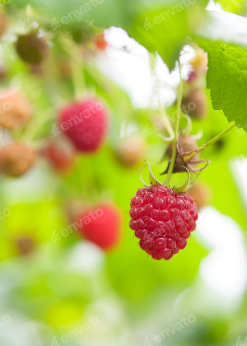 Preview: ripe red raspberries