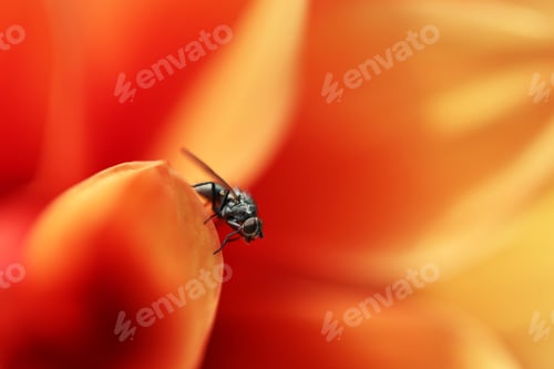 Preview: macro of a fly on the flower.