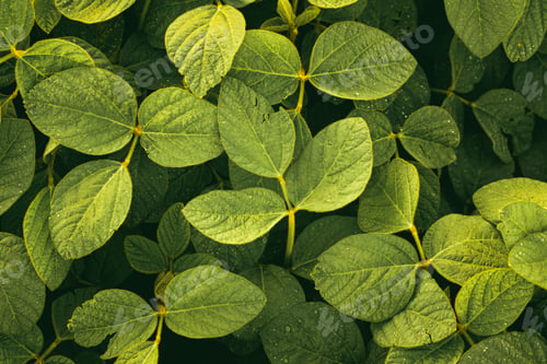 Preview: Green leaves of soybean plant, agricultural landscape