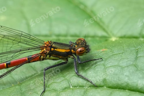 Preview: Closeup on the European Large red damselfly, Pyrrhosoma nymphula, sitting on a green leaf