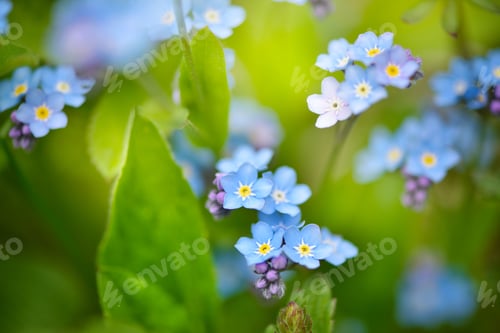 Preview: Beautiful forget-me-not blue wildflowers (Myosotis) in the blurred background of green grass