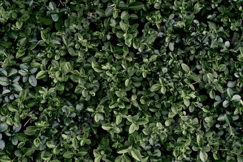 Preview: Natural background of green leaves in the park.