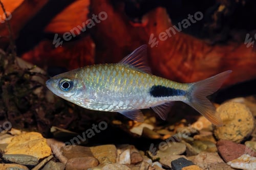 Preview: Cyprinid fish Enteromius rohani in freshwater aquarium
