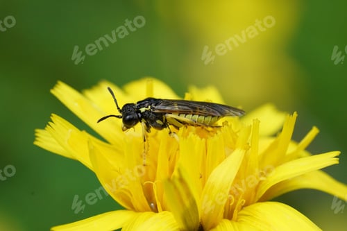 Preview: Closeup on a yellow colored sawfly of the Tenthredo arcuata group in Austrian alps