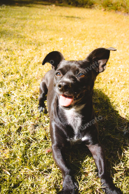 Preview: Dog in a bush