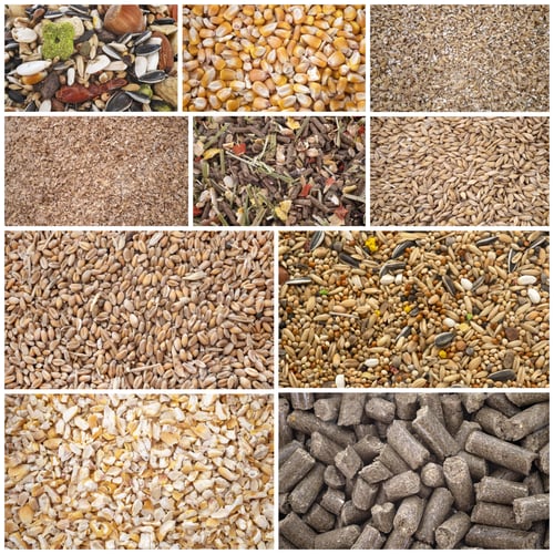 Preview: cereals for animal food