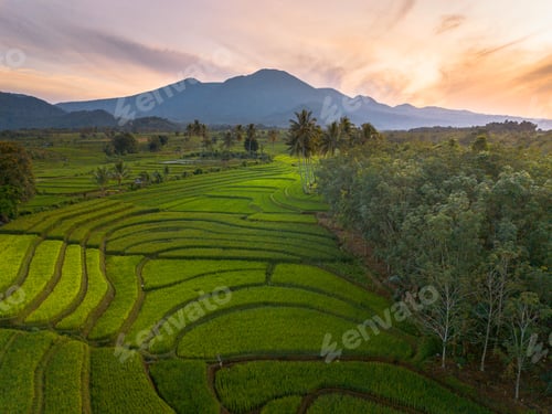 Preview: beautiful morning view indonesia panorama landscape paddy fields