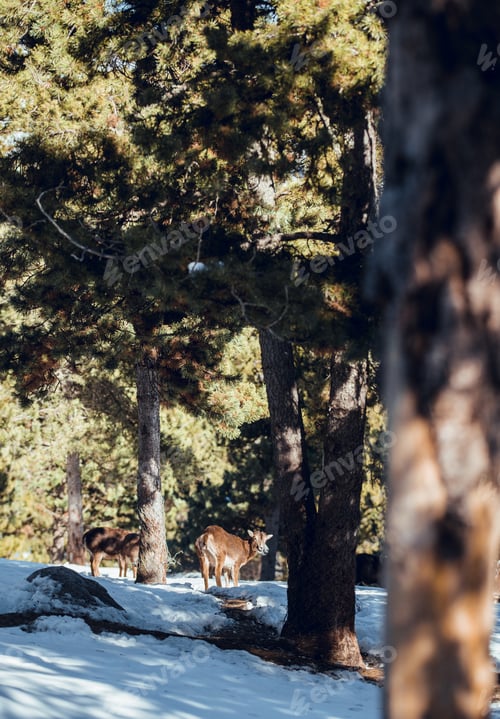 Preview: Wild sheep pasturing between trees and snow