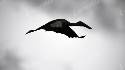 Preview: Asian open bill stork flying wing positions silhouette black white photograph.