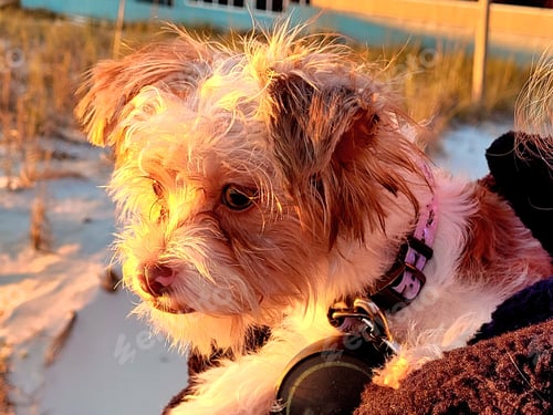 Preview: Cute shorkie puppy held by pet owner outdoors at the beach.