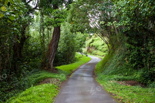 Preview: Winding narrow country road with trees and green verges