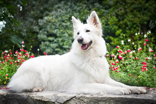 Preview: White Swiss Shepherd Dog
