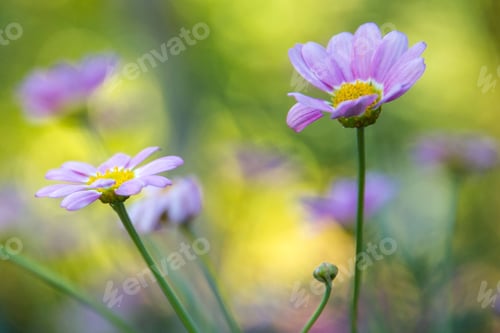 Preview: Soft Pink Flowers in a Sunny Garden