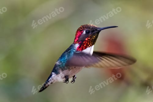 Preview: Cute small Bee hummingbird in its natural habitat