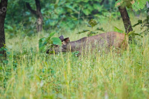 Preview: Deer or chital in National Park forest, India.