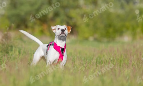 Preview: White with red dog in pink harness standing in the grass. Dog without breed. Mutt dog. Adopted pet