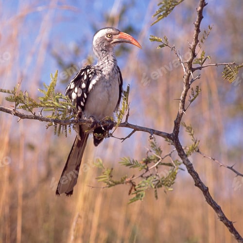 Preview: Red-Billed Hornbill